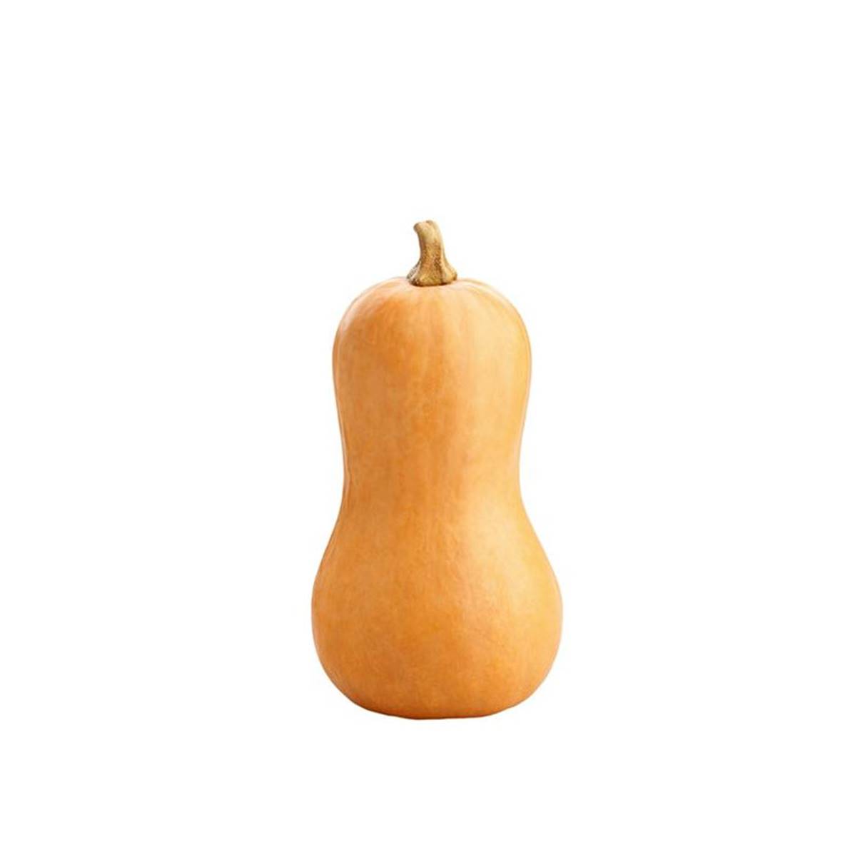 COURGE BUTTERNUT